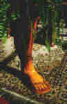 Foot Stand