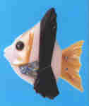tropical Fish #2