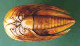 trilobite (whalebone)